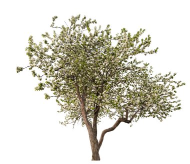 soyutlanmış ışık büyük elma ağacı