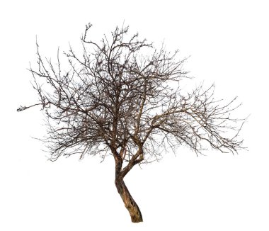  Beyaz üzerine orta çıplak elma ağacı