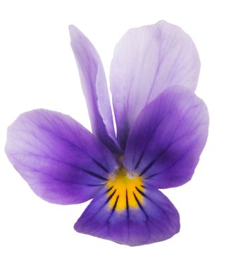 lilac pansy bloom isolated on white