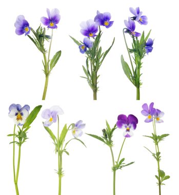 Beyazlara ayrılmış yedi nonoş çiçek.