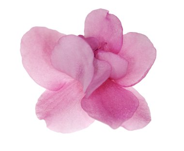 Tek bir izole kırmızı menekşe çiçeği