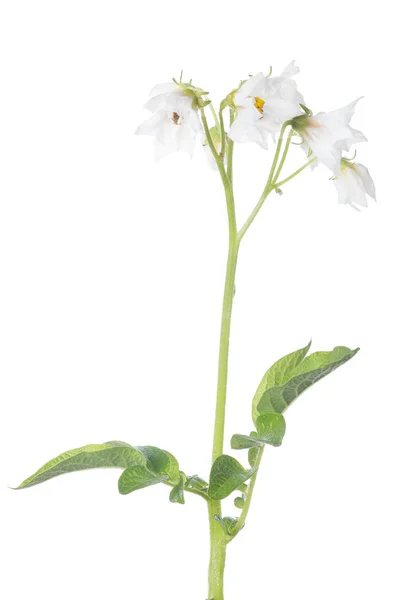 开花的孤立的白马铃薯植物 — 图库照片