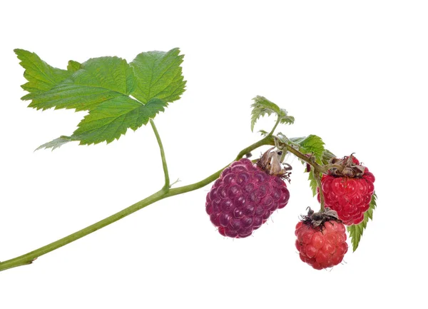 Drie frambozen met groene bladeren — Stockfoto