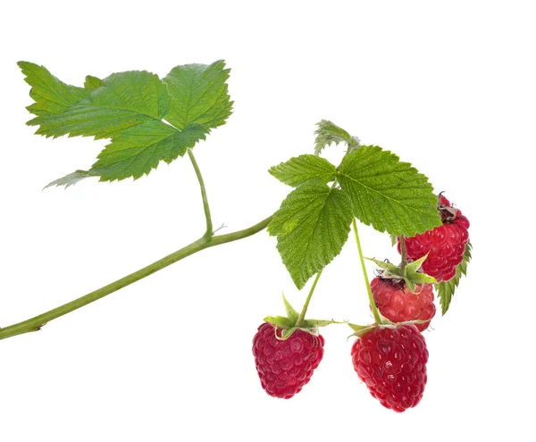 Four raspberries with green leaves — Stock Photo, Image