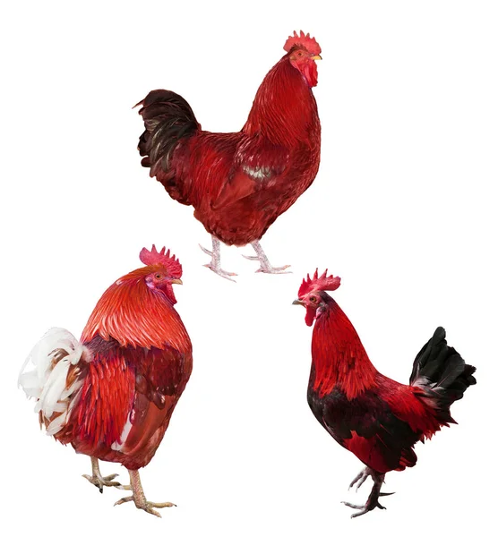 three red roosters isolated on white
