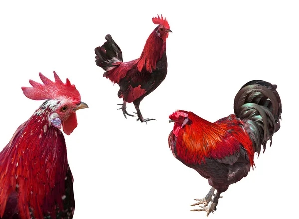 Dark red roosters isolated on white — Stock Photo, Image