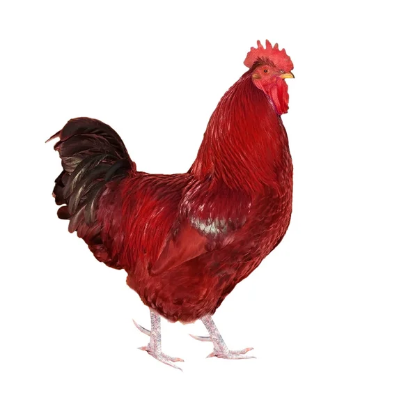 Dark red rooster with black tail — Stock Photo, Image