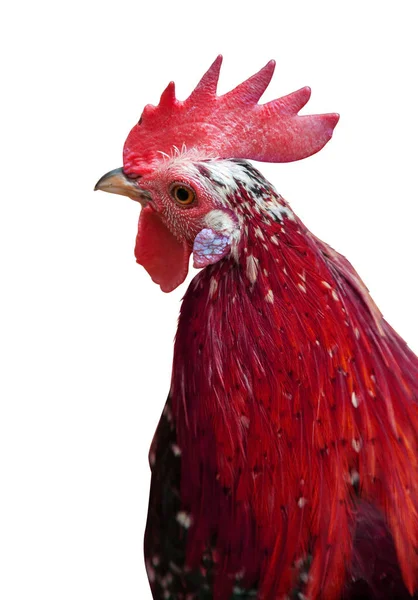 Ayam jantan merah mengisolasi kepala — Stok Foto