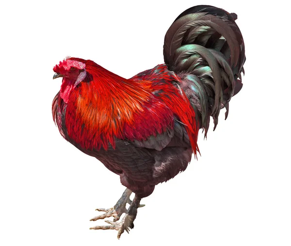 Bright red rooster isolated on white — Stock Photo, Image