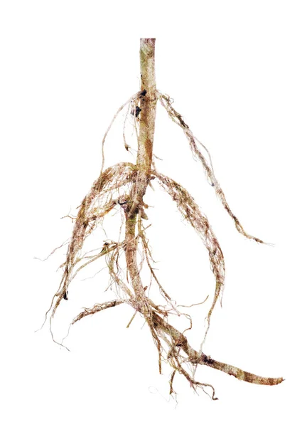 Gamla växtrötter isolerade på vit — Stockfoto