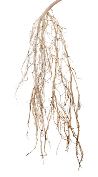 Geïsoleerd op witte plant weelderige wortel — Stockfoto