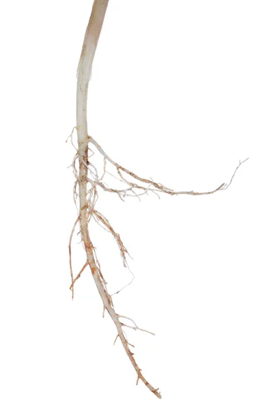 Isolado na raiz longa branca da planta — Fotografia de Stock