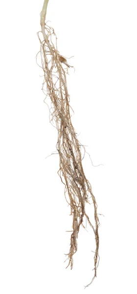 Beyaz bitkinin kahverengi kökü üzerinde izole — Stok fotoğraf