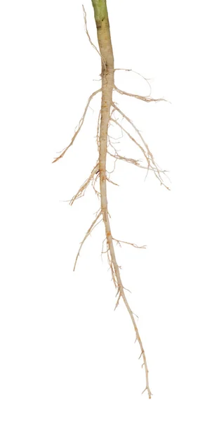 Izolowany na białym długim korzeniu — Zdjęcie stockowe