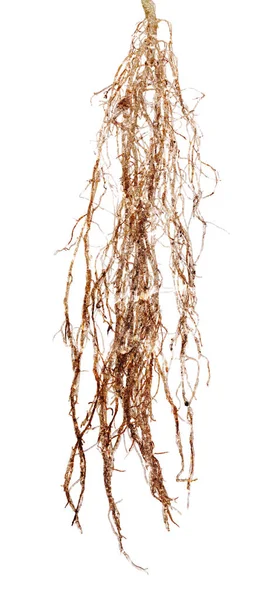 Izolowane na białej rośliny stary korzeń bujny — Zdjęcie stockowe