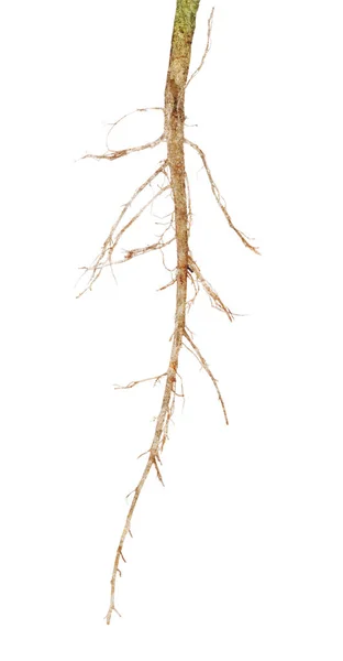 Geïsoleerd op witte oude lange wortel — Stockfoto