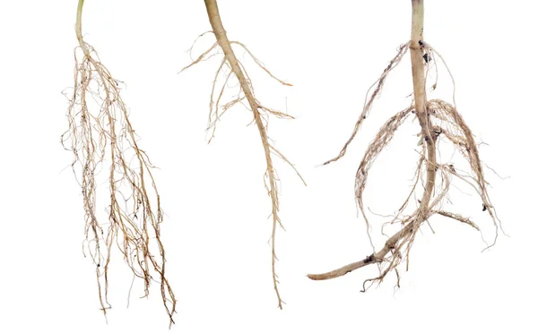 Trzy zbiory korzeni roślin na białym — Zdjęcie stockowe