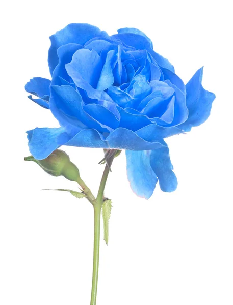 Isolated bright blue rose with small bud — Stock Photo, Image