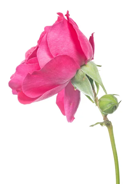 Isolated bright pink rose with bud — Stock Photo, Image