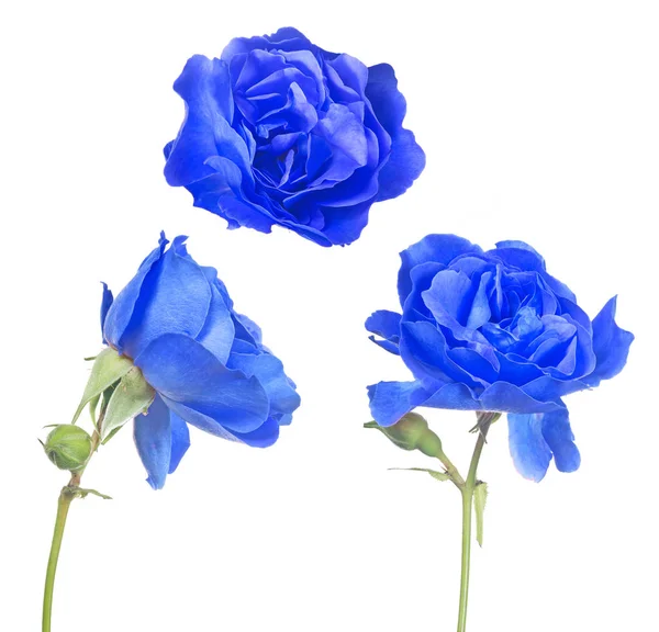 Drei isolierte leuchtend blaue Rosen — Stockfoto