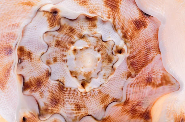 Спиральный макрос бурых моллюсков — стоковое фото