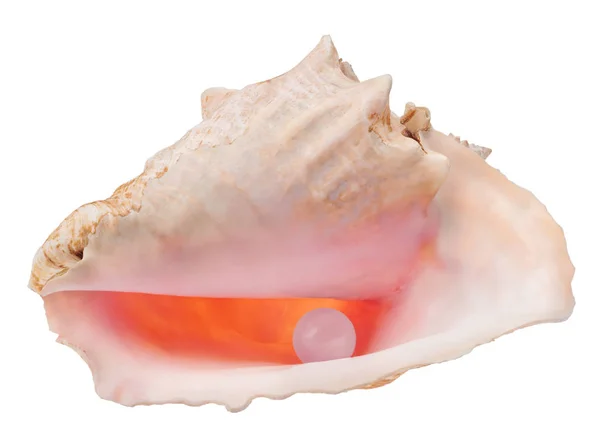 白に隔離された薄いピンク色の貝の大きな真珠 — ストック写真