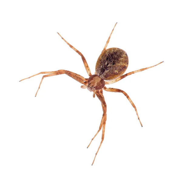 Pequeña araña marrón sobre blanco — Foto de Stock