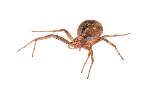 Beyaz üzerine küçük koyu kahverengi örümcek — Stok fotoğraf