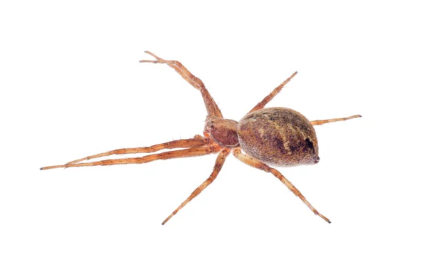 深褐色孤立的小蜘蛛 — 图库照片