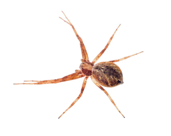 Pequena aranha isolada marrom escuro — Fotografia de Stock