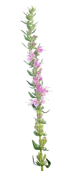 白い上のタイム開花ピンクの枝 — ストック写真