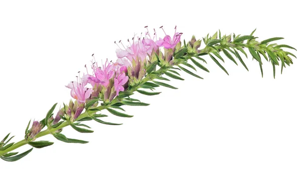 Izolovaný růžový tymián kvetoucí větev — Stock fotografie