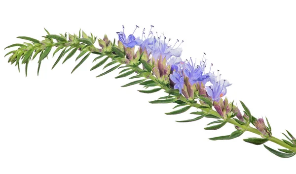 Izolovaný modrý tymián kvetoucí větev — Stock fotografie