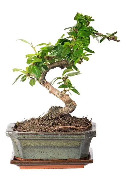 Green bonsai tree isolated on white — Stock Photo, Image
