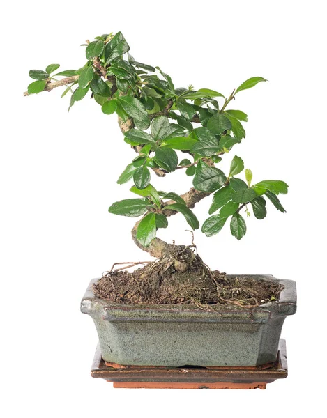 Green small bonsai tree isolated on white — Stock Photo, Image