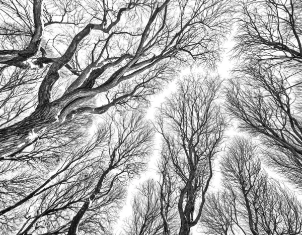 Fundo de inverno nu galhos de árvores pretas — Fotografia de Stock