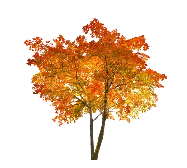 Ізольоване яскраво-червоне і жовте осіннє кленове дерево — стокове фото