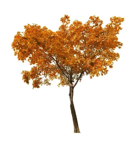 Fall isolated on white maple tree — Stock Photo, Image