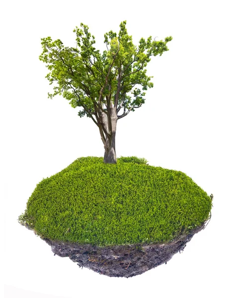 Large oak in grass with dark soil — Stock Photo, Image