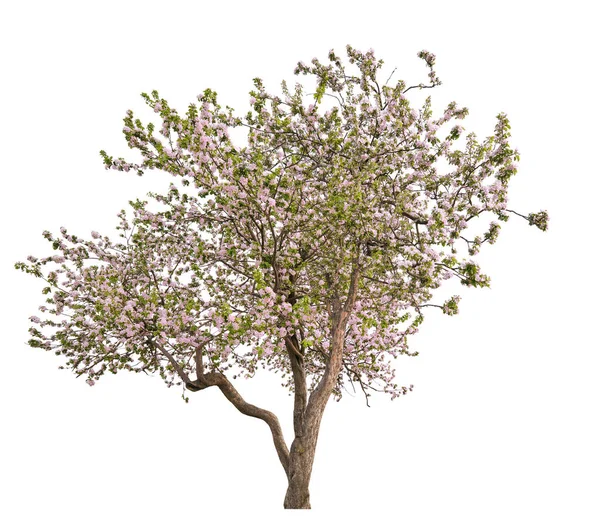 Izolált virágzó fény rózsaszín nagy almafa — Stock Fotó