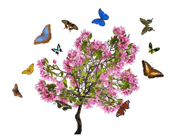 Apfelbaum mit großen rosa Blüten und Schmetterlingen — Stockfoto
