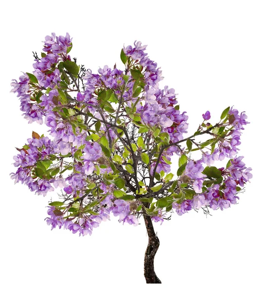 Pommier printemps avec de grandes fleurs de lilas — Photo