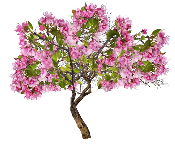 Apfelbaum mit großen rosa Blüten auf weißem Grund — Stockfoto