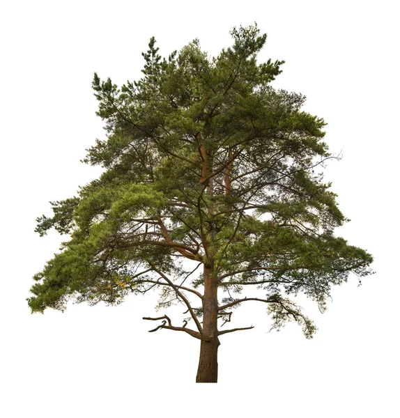 Vecchio grande pino verde isolato su bianco — Foto Stock