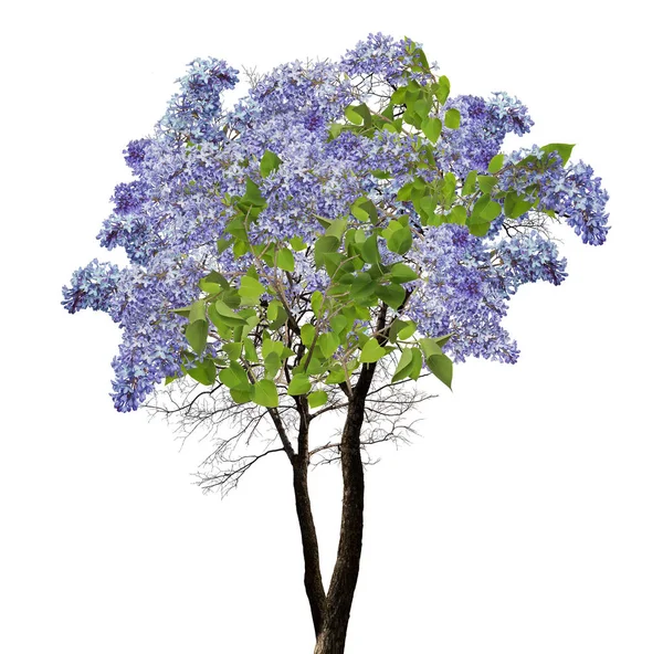 Strom modré květy na bílém — Stock fotografie