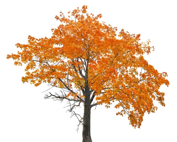 Vieil érable d'automne orange isoalté sur blanc — Photo