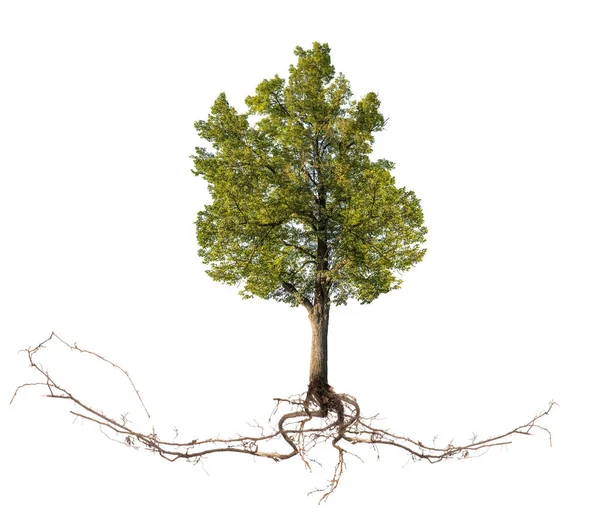 Velký zelený lípa strom s dlouhým kořenem — Stock fotografie