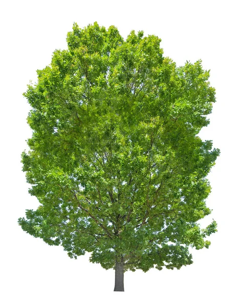 Isolated summer green high oak tree — Stock Photo, Image