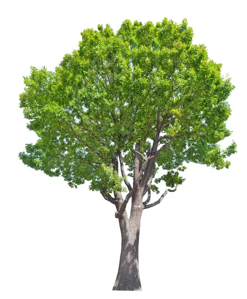 Велика стара зелена ізольована дубова деревина — стокове фото