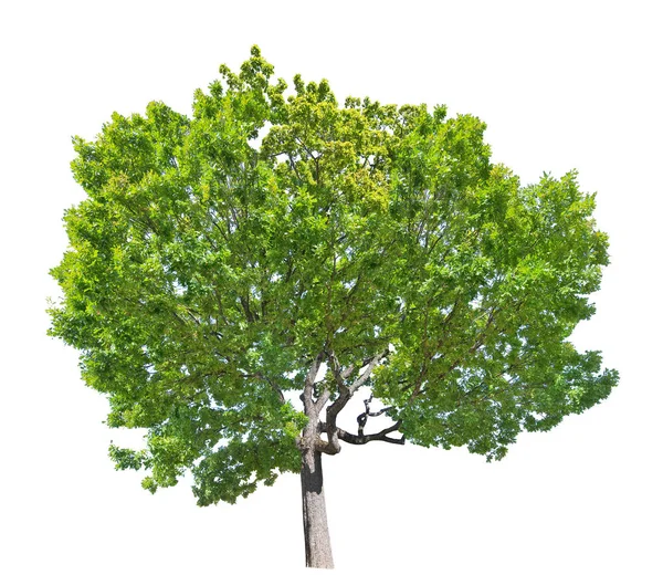 Summer large old isolated oak tree — Stock Photo, Image